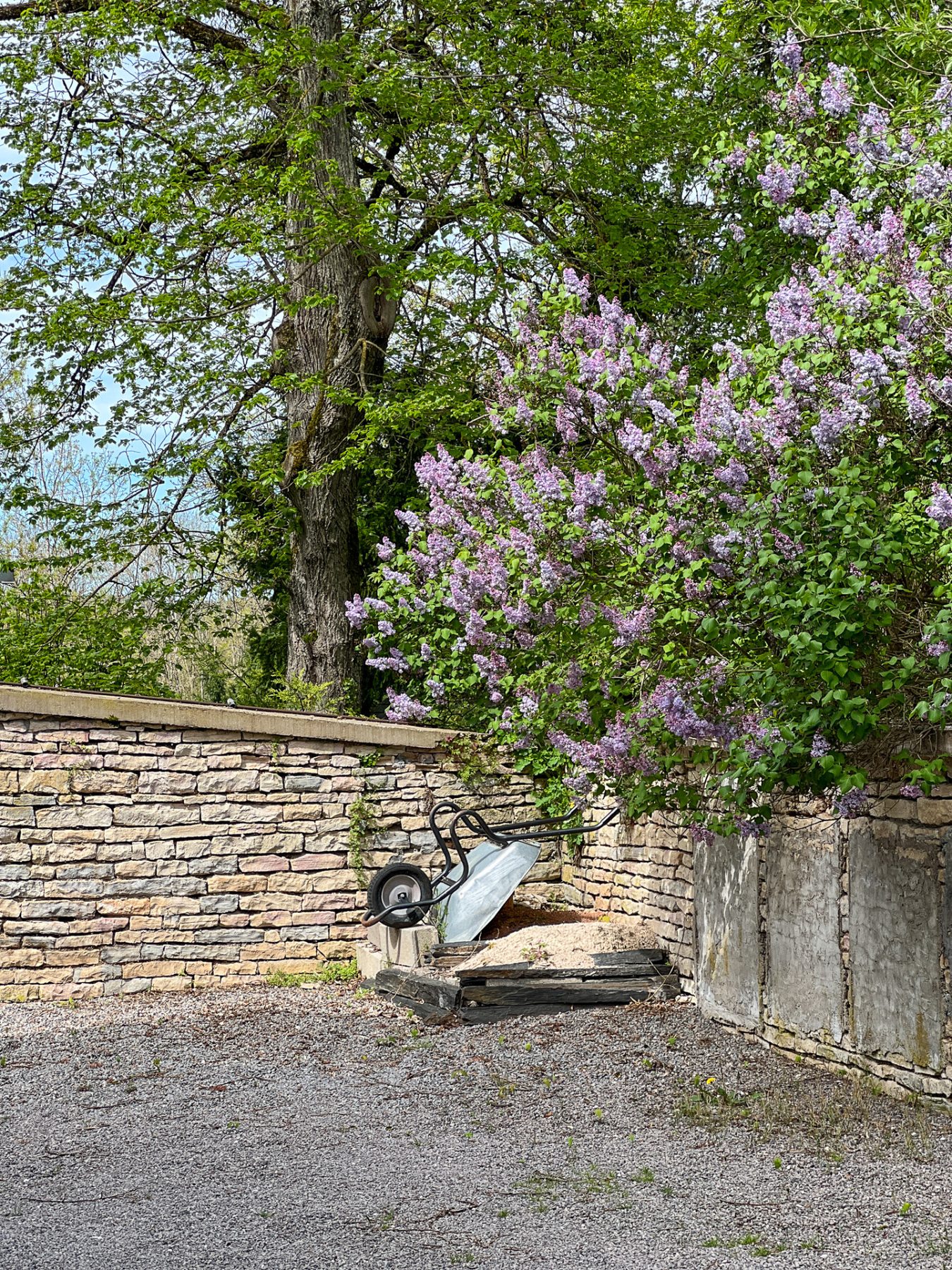 Arbres et lilas en fleurs au fond de la parcelle